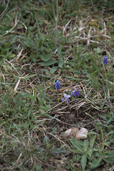 Muscari