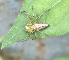 Oxyopes sertatus