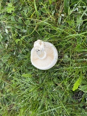 Leucoagaricus leucothites