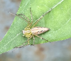 Oxyopes sertatus