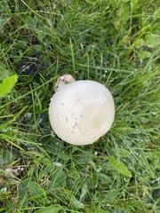 Leucoagaricus leucothites