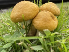 Armillaria