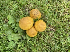 Armillaria