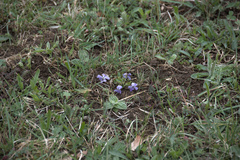 Viola