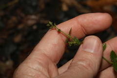 Gonocarpus teucrioides
