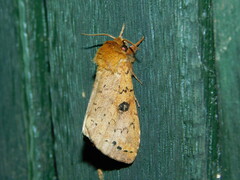 Alenophalera