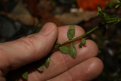 Gonocarpus teucrioides
