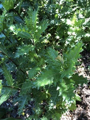 Coccifera