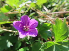 Geranium nepalense thunbergii