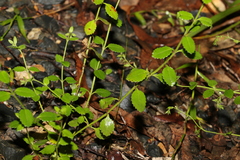 Gonocarpus teucrioides