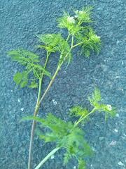 Chaerophyllum bulbosum