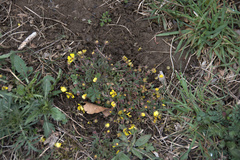 Potentilla