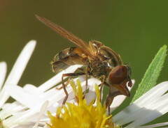 Rhingia nasica