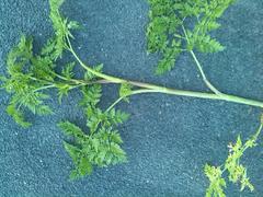 Chaerophyllum bulbosum