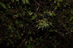 Elaeocarpus obovatus