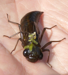 Aeshna juncea