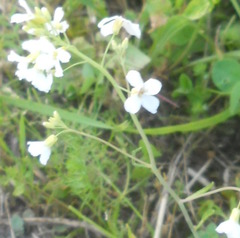Arabidopsis arenosa