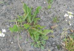 Arabidopsis arenosa