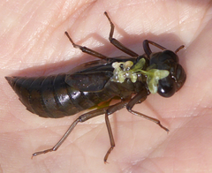 Aeshna juncea