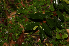 Eupomatia laurina