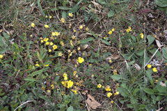 Potentilla