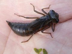Aeshna juncea