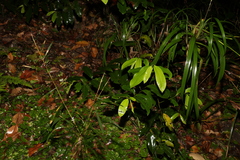 Eupomatia laurina