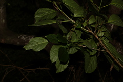 Clerodendrum floribundum