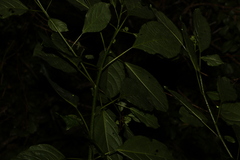 Clerodendrum floribundum