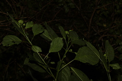 Clerodendrum floribundum