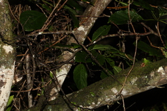 Clerodendrum floribundum