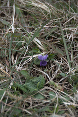 Viola