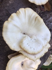 Lentinus sajor-caju