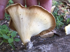 Lentinus sajor-caju