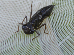 Aeshna juncea