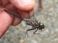 Somatochlora williamsoni