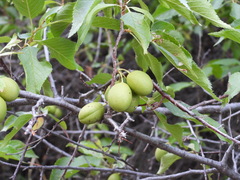 Prunus