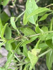 Oxyopes