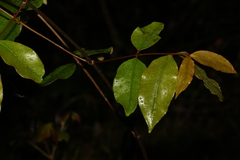 Melodinus australis