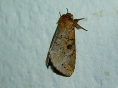 Alenophalera