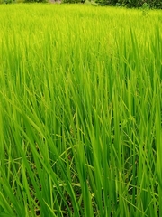 Oryza sativa
