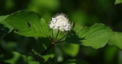 Cornus sericea