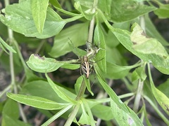 Oxyopes