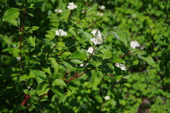 Cornus sericea