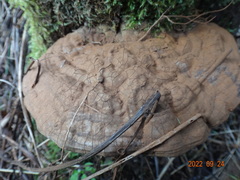 Ganoderma australe