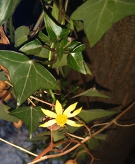Senecio macroglossus