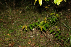 Melodinus australis
