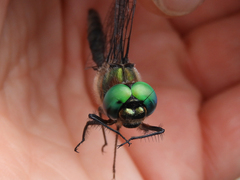 Somatochlora williamsoni