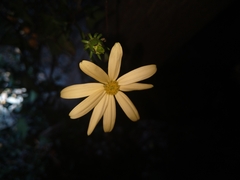 Senecio macroglossus