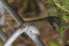 Glenoleon pulchellus